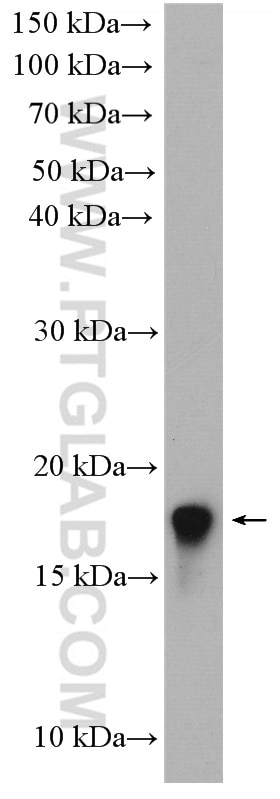 Western Blot (WB) analysis of U-937 cells using LIMD2 Polyclonal antibody (15471-1-AP)