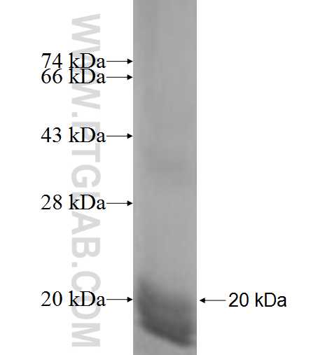 LIMD2 fusion protein Ag7629 SDS-PAGE
