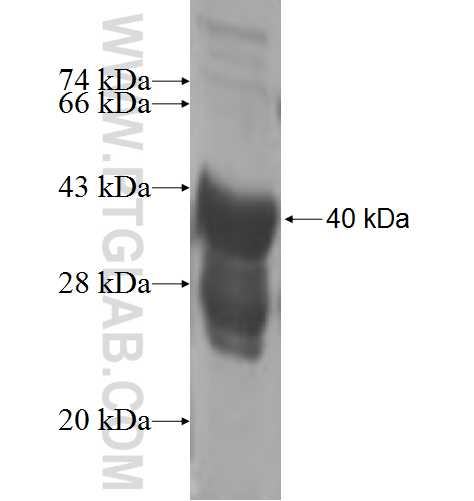 LIMD2 fusion protein Ag7775 SDS-PAGE