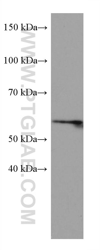 Western Blot (WB) analysis of MCF-7 cells using LIMK1 Monoclonal antibody (67974-1-Ig)