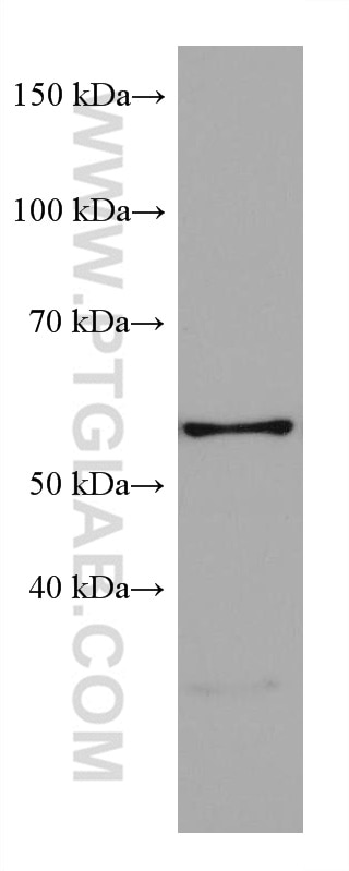 Western Blot (WB) analysis of SH-SY5Y cells using LIMK1 Monoclonal antibody (67974-1-Ig)