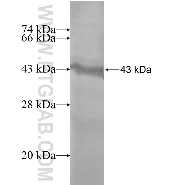 LIMK1 fusion protein Ag16220 SDS-PAGE