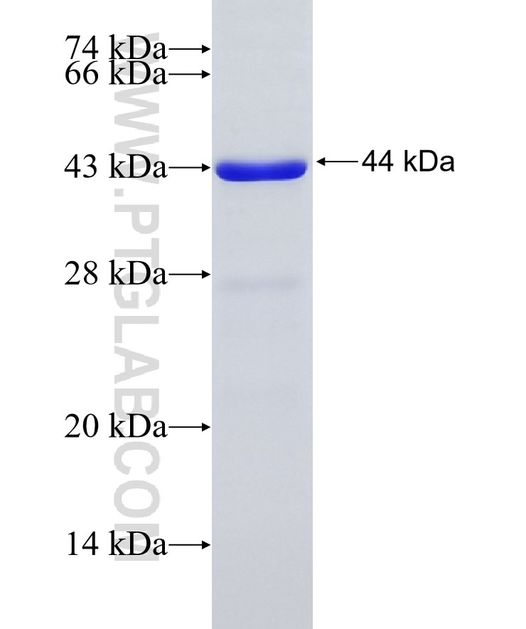 LIMK2 fusion protein Ag3011 SDS-PAGE