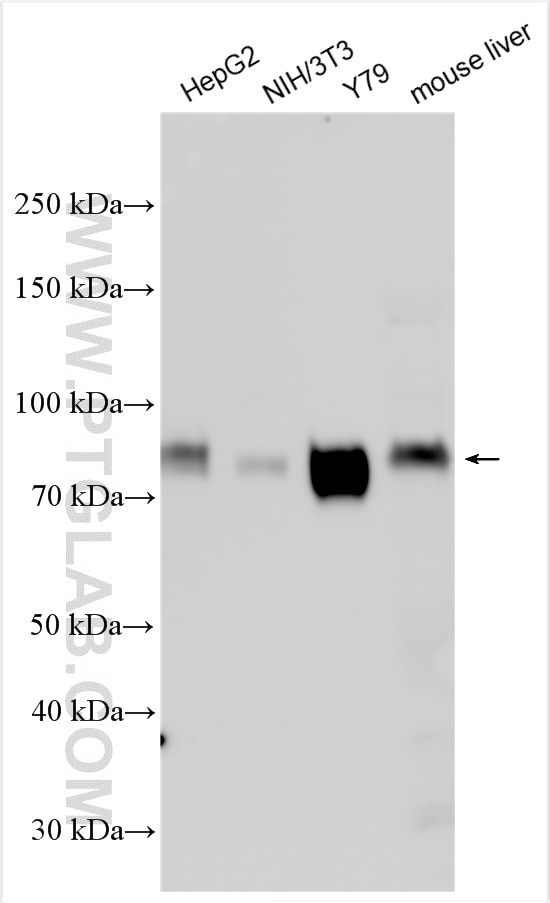 WB analysis using 27102-1-AP