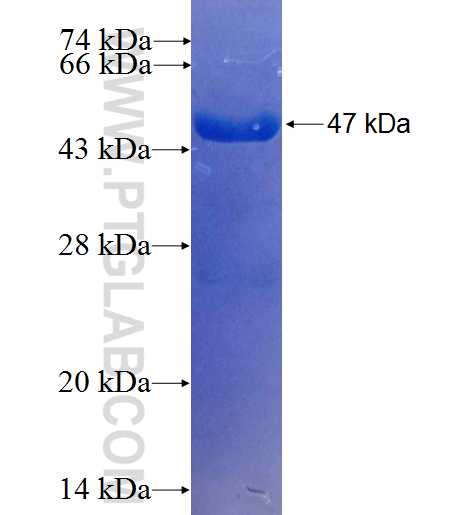 LIMPII fusion protein Ag25908 SDS-PAGE