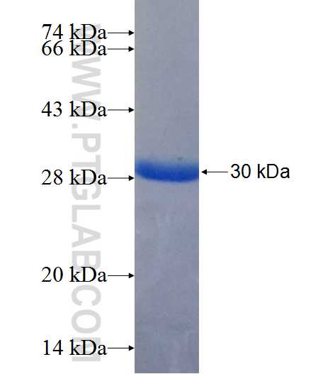 LIMPII fusion protein Ag25919 SDS-PAGE