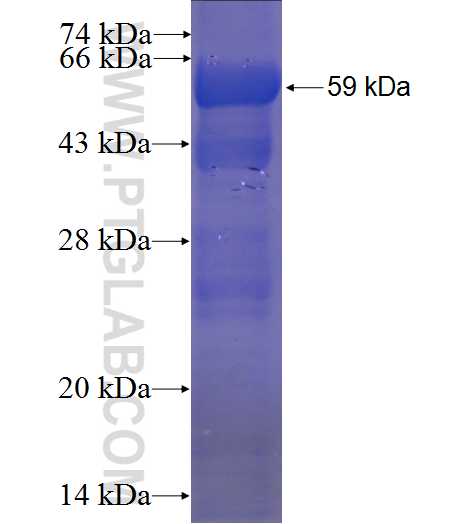 LIMPII fusion protein Ag2682 SDS-PAGE