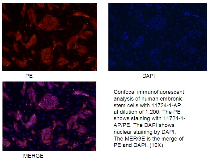 Immunofluorescence (IF) / fluorescent staining of human embronic stem cells using LIN28 Polyclonal antibody (11724-1-AP)