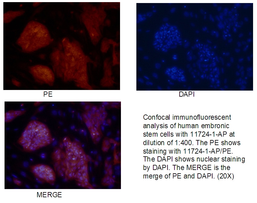 Immunofluorescence (IF) / fluorescent staining of human embronic stem cells using LIN28 Polyclonal antibody (11724-1-AP)
