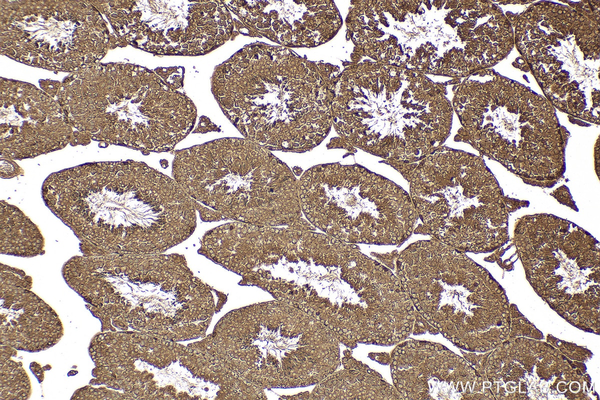 Immunohistochemistry (IHC) staining of mouse testis tissue using LIN28 Polyclonal antibody (11724-1-AP)