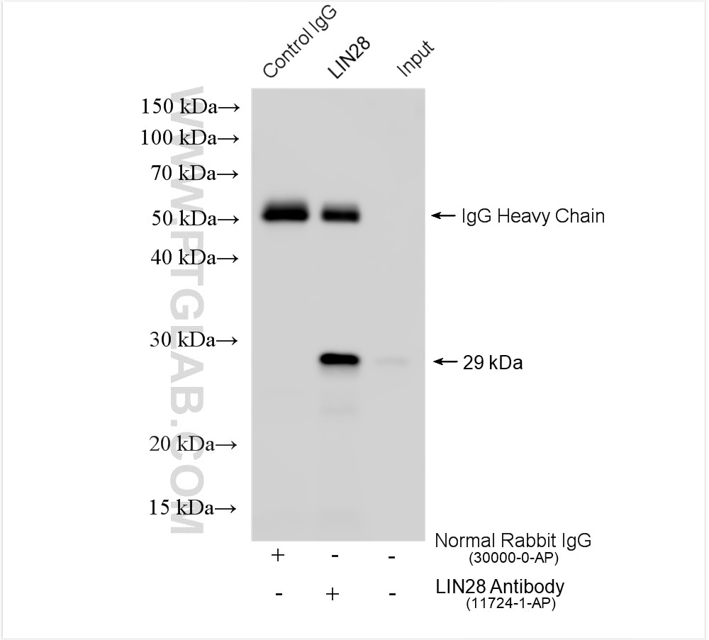 Immunoprecipitation (IP) experiment of K-562 cells using LIN28 Polyclonal antibody (11724-1-AP)