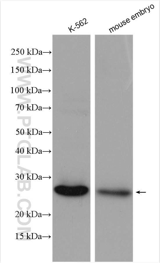Western Blot (WB) analysis of various lysates using LIN28 Polyclonal antibody (11724-1-AP)