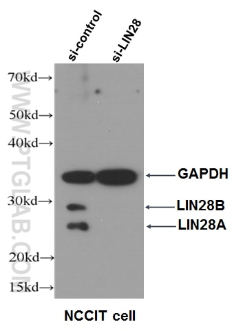 Western Blot (WB) analysis of NCCIT cells using LIN28 Polyclonal antibody (11724-1-AP)