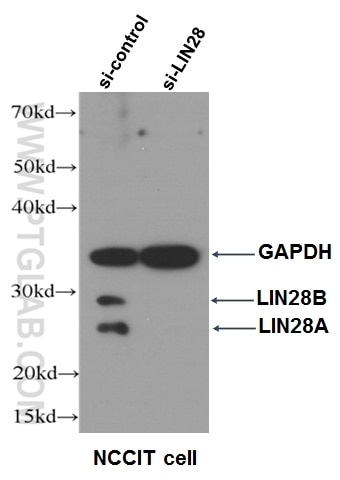 WB analysis of NCCIT cells using 11724-1-AP