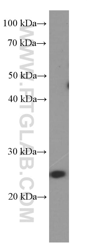 Western Blot (WB) analysis of NCCIT cells using LIN28 Monoclonal antibody (60344-1-Ig)