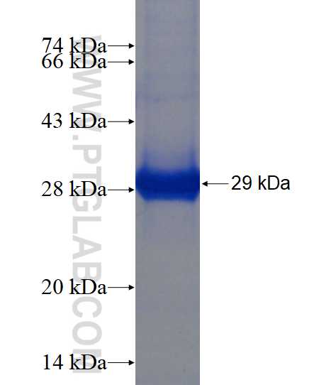 LIN28 fusion protein Ag17726 SDS-PAGE