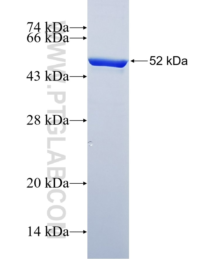 LIN28 fusion protein Ag2312 SDS-PAGE
