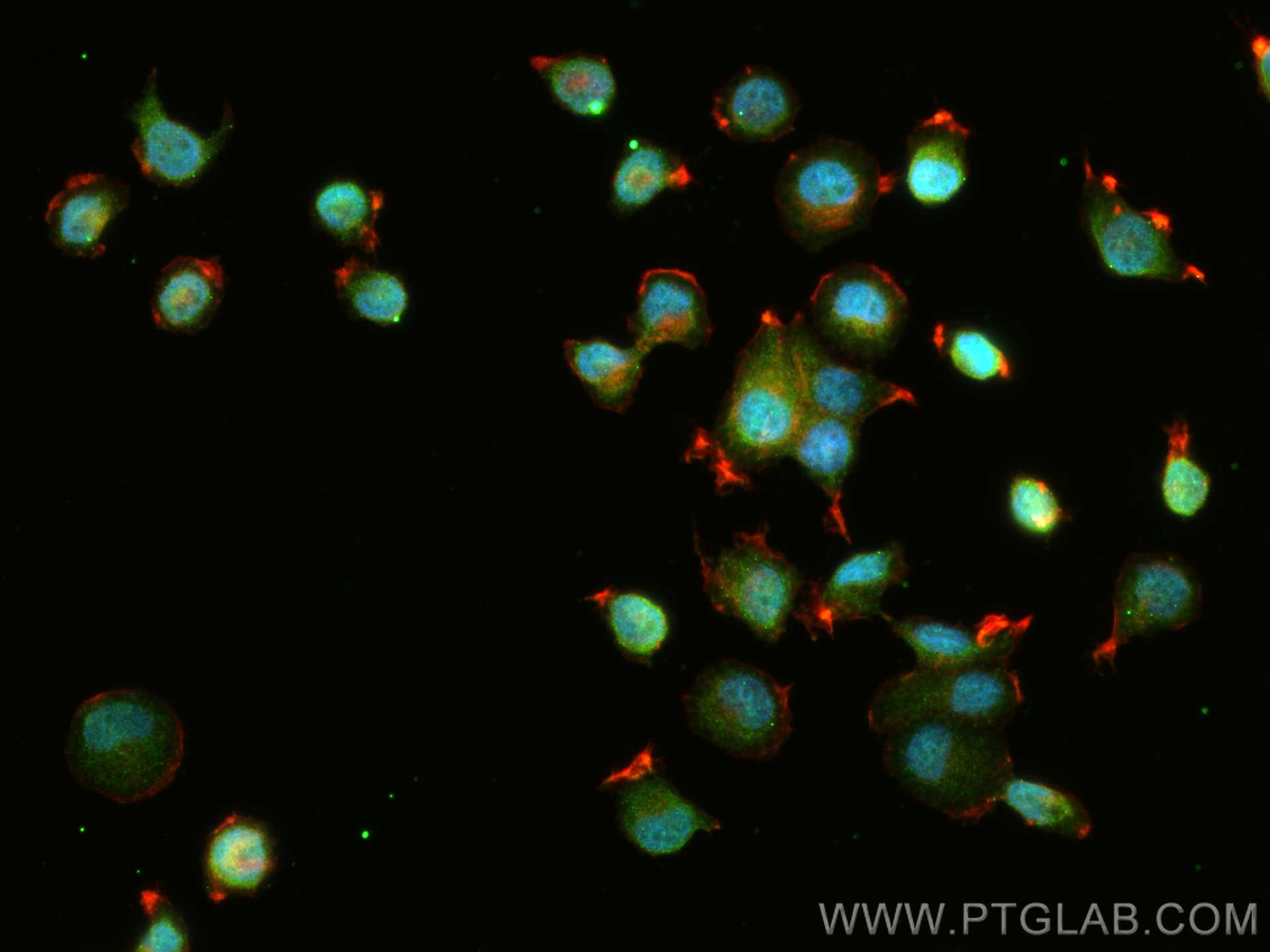 IF Staining of NCCIT using 24017-1-AP