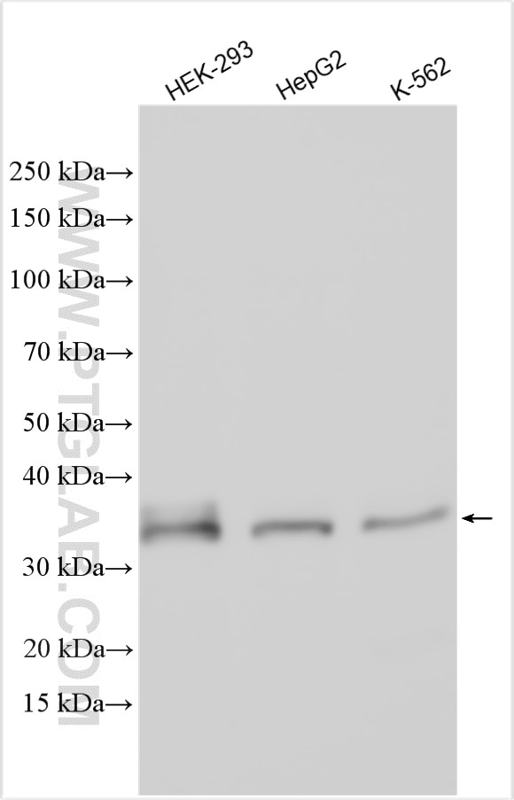 Western Blot (WB) analysis of various lysates using LIN28B Polyclonal antibody (24017-1-AP)