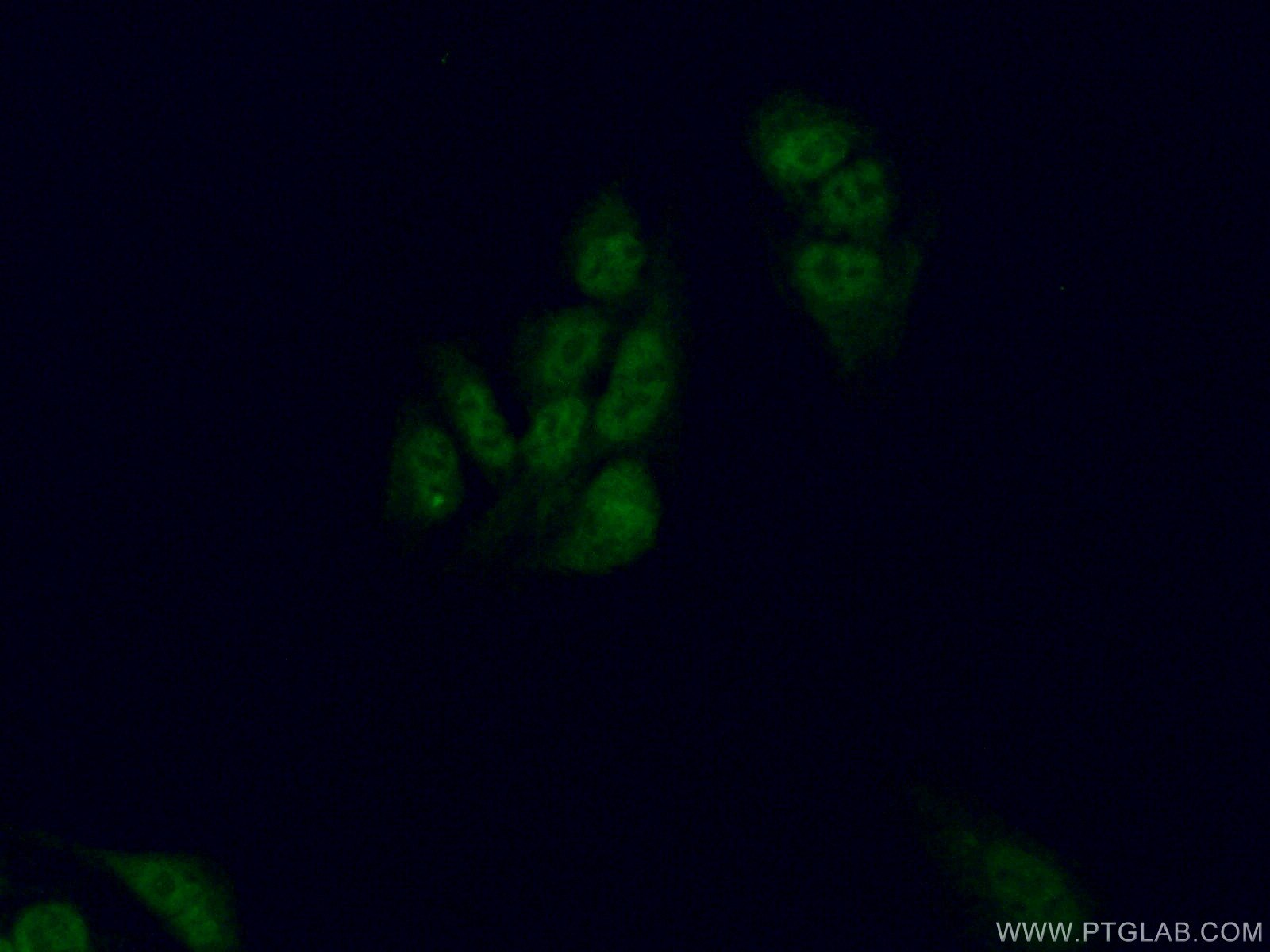 Immunofluorescence (IF) / fluorescent staining of A549 cells using LIN37 Polyclonal antibody (26651-1-AP)