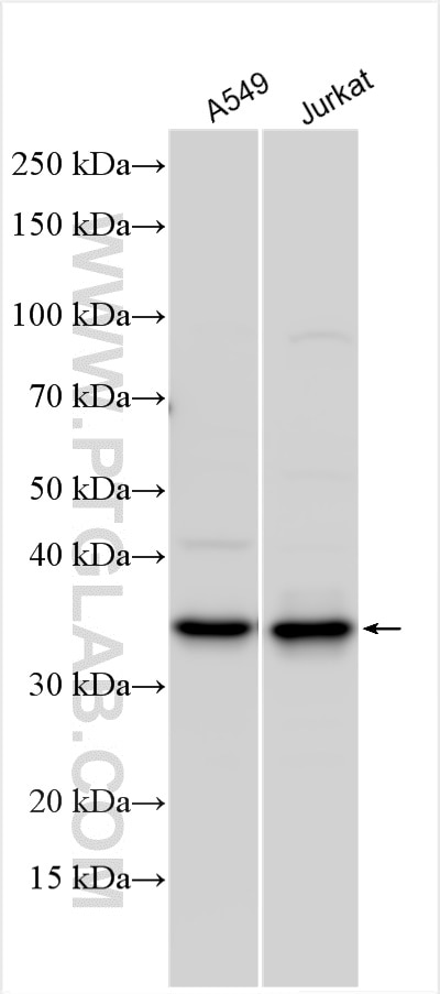 Western Blot (WB) analysis of various lysates using LIN37 Polyclonal antibody (26651-1-AP)