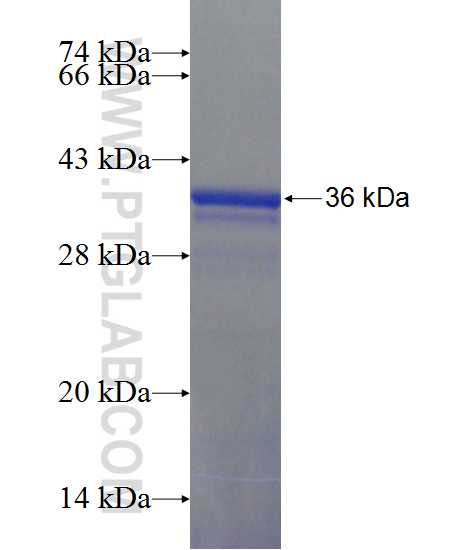 LIN37 fusion protein Ag24565 SDS-PAGE