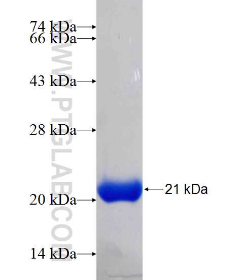 LIN37 fusion protein Ag24604 SDS-PAGE