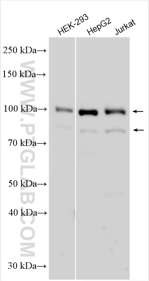 Western Blot (WB) analysis of various lysates using LIN54 Polyclonal antibody (26644-1-AP)