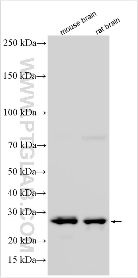 Western Blot (WB) analysis of various lysates using LIN7A Polyclonal antibody (25150-1-AP)