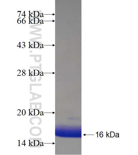 LIN7A fusion protein Ag18419 SDS-PAGE