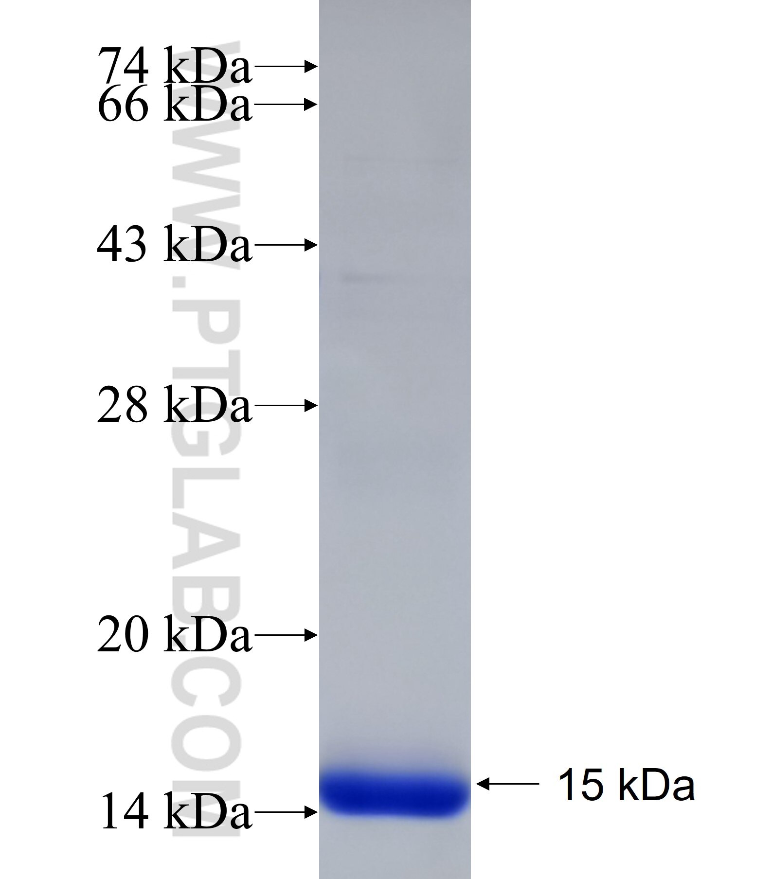 LIN7A fusion protein Ag18419 SDS-PAGE