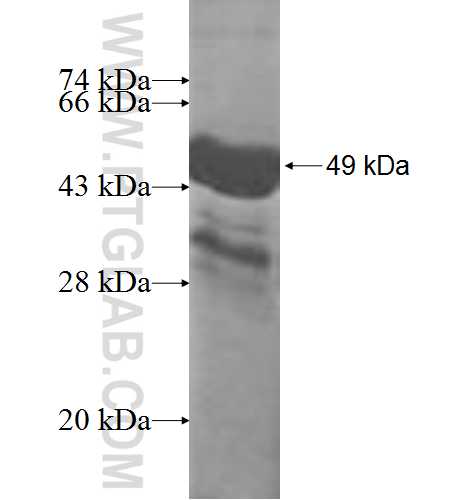 LIN7B fusion protein Ag3437 SDS-PAGE
