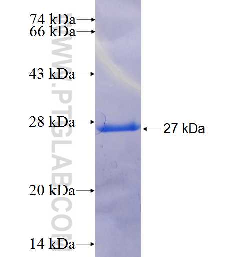 LIN7C fusion protein Ag6265 SDS-PAGE