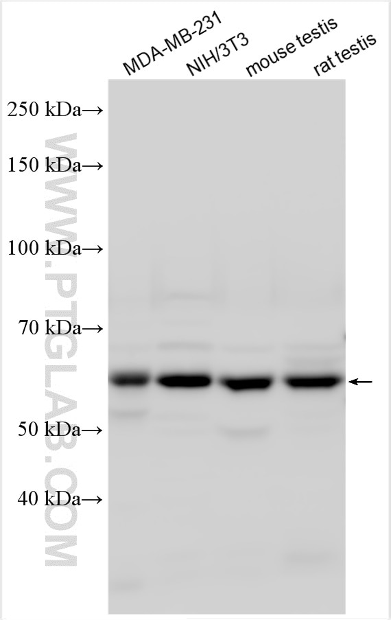 Western Blot (WB) analysis of various lysates using LIN9 Polyclonal antibody (17882-1-AP)