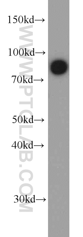 Western Blot (WB) analysis of mouse brain tissue using LINGO1 Polyclonal antibody (19097-1-AP)