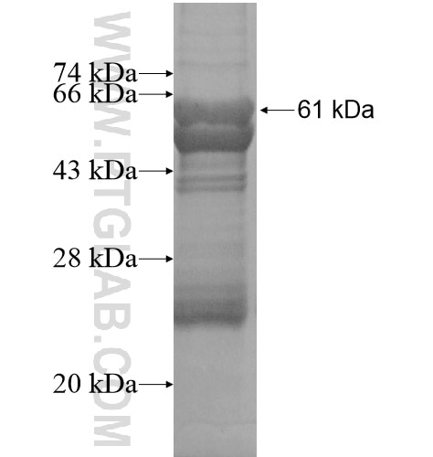LINGO1 fusion protein Ag13553 SDS-PAGE