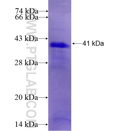 LINGO1 fusion protein Ag13597 SDS-PAGE