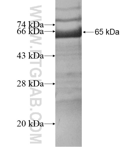 LINGO1 fusion protein Ag13702 SDS-PAGE