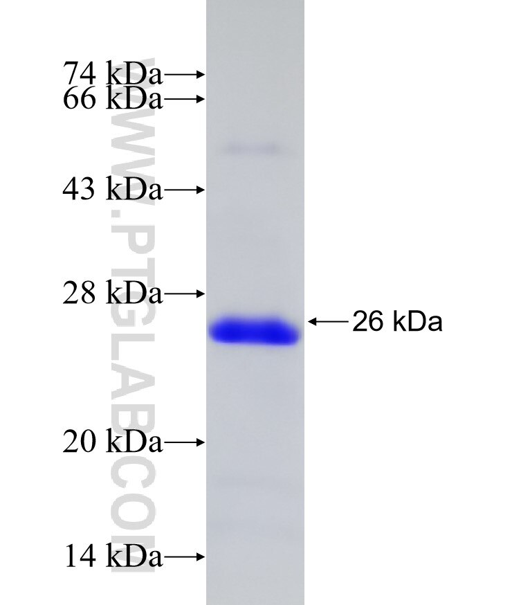 LINGO2 fusion protein Ag18913 SDS-PAGE