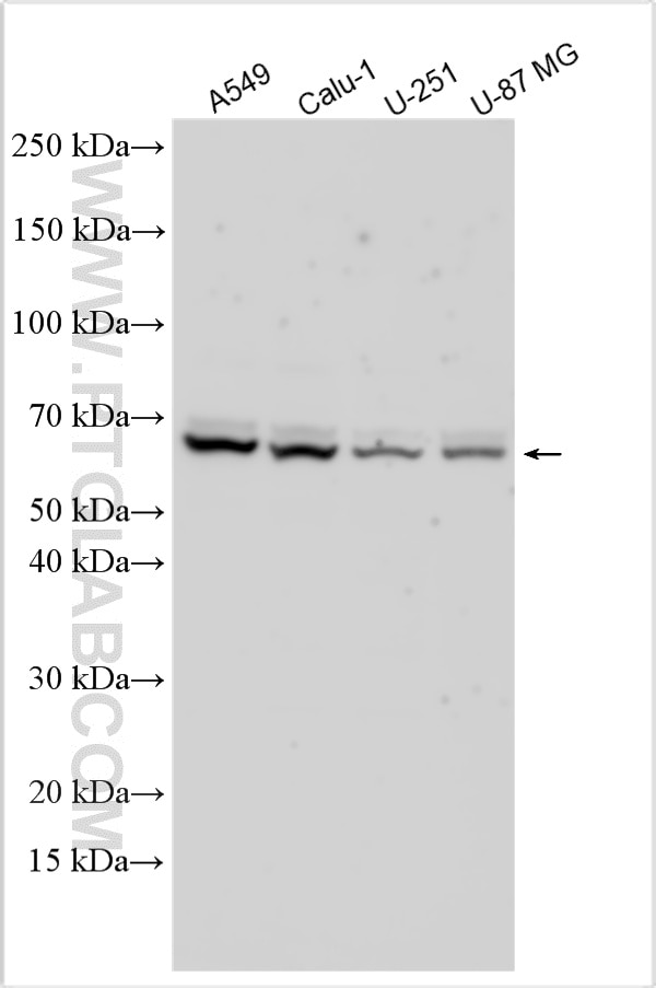 WB analysis using 32267-1-AP Western Blot (WB) analysis of various lysates using LINGO3 Polyclonal antibody (32267-1-AP)