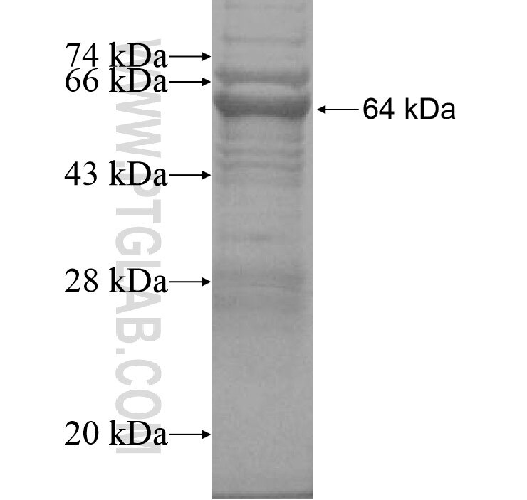 LINGO4 fusion protein Ag16231 SDS-PAGE