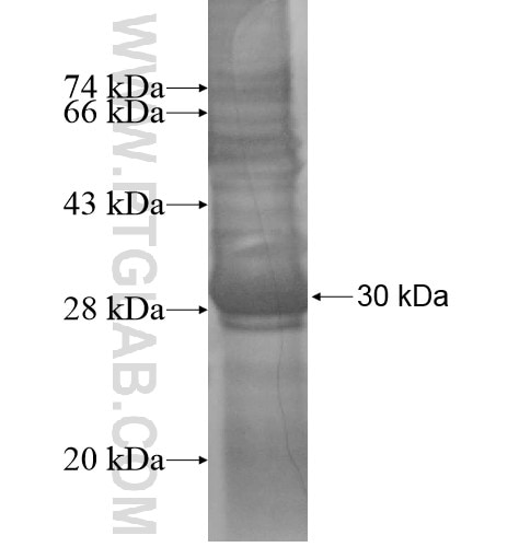 LINS1 fusion protein Ag13455 SDS-PAGE LINS1 fusion protein Ag13455 SDS-PAGE
