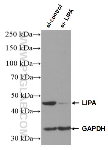 Western Blot (WB) analysis of HEK-293 cells using LIPA Polyclonal antibody (12956-1-AP)