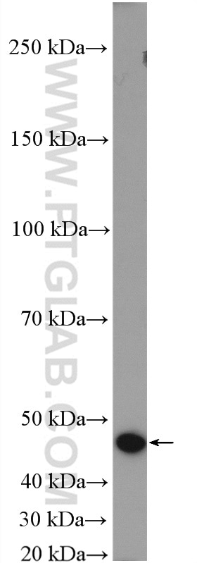 Western Blot (WB) analysis of RAW 264.7 cells using LIPA Polyclonal antibody (12956-1-AP)