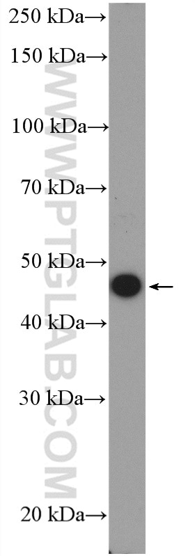 Western Blot (WB) analysis of NIH/3T3 cells using LIPA Polyclonal antibody (12956-1-AP)