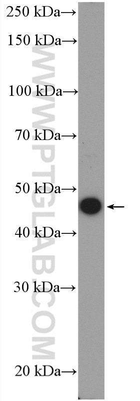 WB analysis of NIH/3T3 using 12956-1-AP