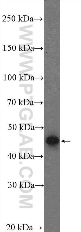 Western Blot (WB) analysis of HT-1080 cells using LIPA Polyclonal antibody (12956-1-AP)