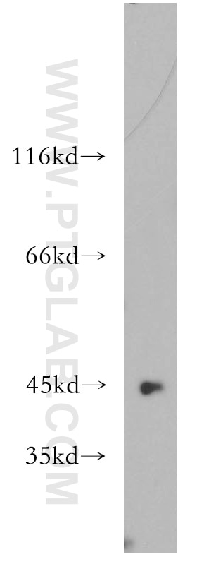 Western Blot (WB) analysis of HeLa cells using LIPA Polyclonal antibody (12956-1-AP)