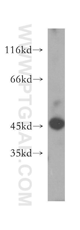 Western Blot (WB) analysis of HT-1080 cells using LIPA Polyclonal antibody (12956-1-AP)