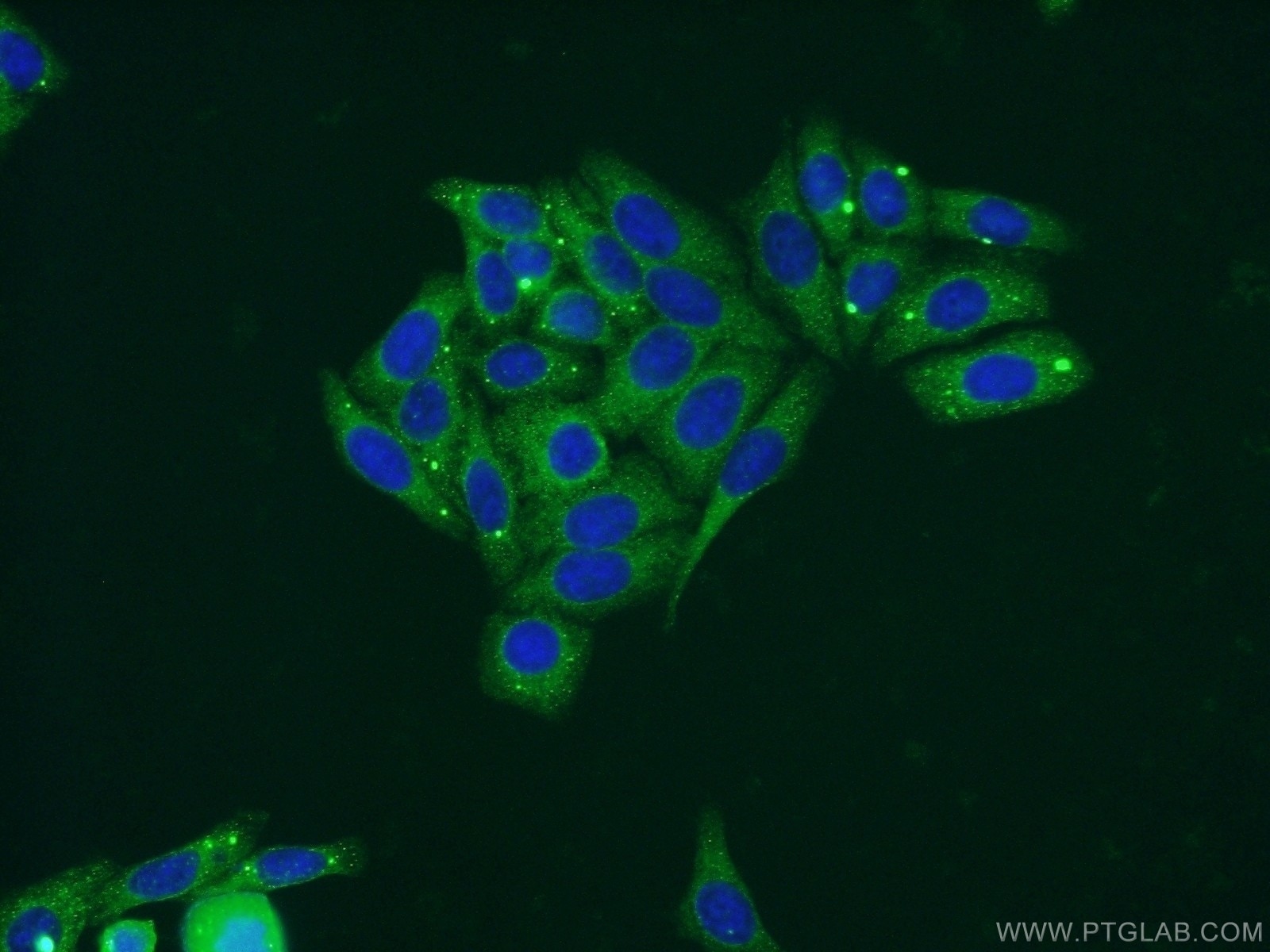 Immunofluorescence (IF) / fluorescent staining of HepG2 cells using LIPC Polyclonal antibody (21133-1-AP)